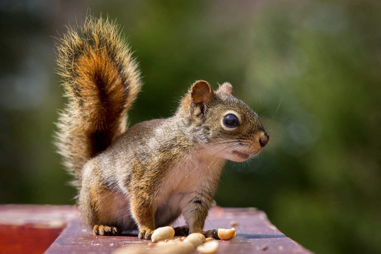Raw Unsalted Peanuts – Natural Wildlife Feed